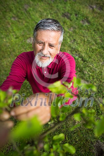 Portrait of a senior man gardening in his garden (color toned image) - checking the state of his orchard fruit trees Portrait of a senior man gardening in his garden (color toned image) - checking the state of his orchard fruit trees