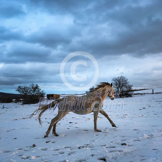 Horse in winter on fresh snow Horse in winter on fresh snow