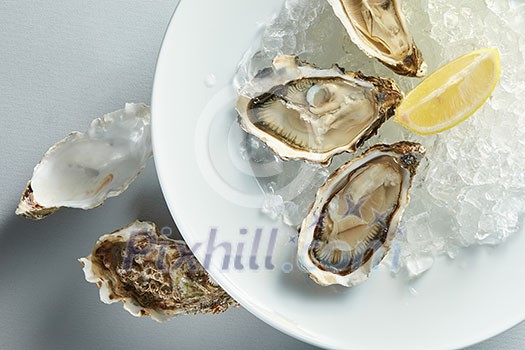 isolated white plate of opened oysters with lemon on white isolated white plate of opened oysters with lemon on white