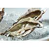 A platter of fresh raw oysters on ice at an outdoor cafe.