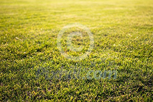 green cutted grass background on golf field, natural image without any postproduction green cutted grass background on golf field, natural image without any postproduction