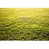 green cutted grass background on golf field, natural image without any postproduction