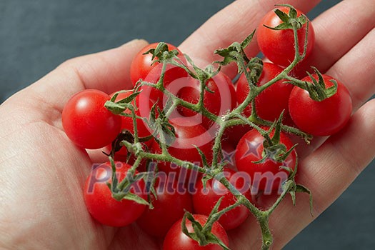 Bunch cherry tomatoes in hand on black background Bunch cherry tomatoes in hand on black background