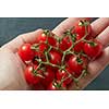 Bunch cherry tomatoes in hand on black background