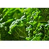 Texture of green leaf of cabbage savoy