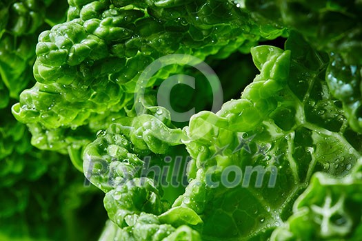 Savoy cabbage superfood texture. Texture of green leaf of cabbage Savoy cabbage superfood texture. Texture of green leaf of cabbage