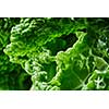 Savoy cabbage superfood texture. Texture of green leaf of cabbage