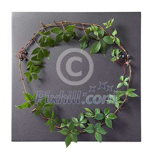 branch with leaves on a black background ,floral frame ,Spring or summer background branch with leaves on a black background ,floral frame ,Spring or summer background