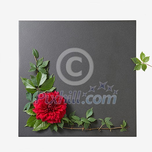 flower on a black background with leaves ,floral frame ,Spring or summer background flower on a black background with leaves ,floral frame ,Spring or summer background