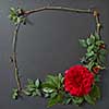 Fresh red rose frame border isolated and copyspace for text on black background