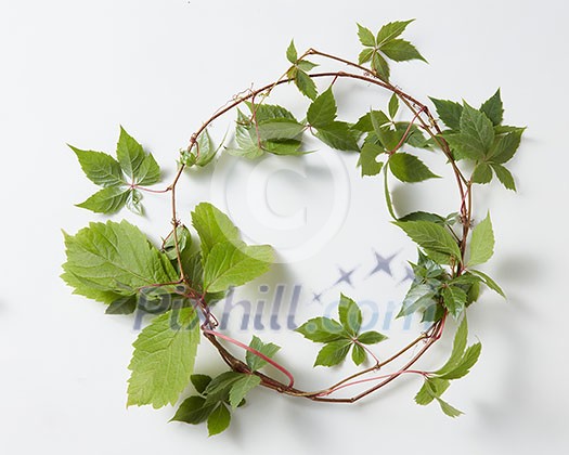 frame Green ivy plant Hedera helix with space for text isolated on white background frame Green ivy plant Hedera helix with space for text isolated on white background