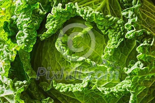 Green leaves of a fresh raw savoy cabbage close up Green leaves of a fresh raw savoy cabbage close up