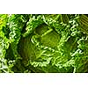 Green leaves of a fresh raw savoy cabbage close up