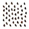 rain of seeds of watermelon isolated on white background