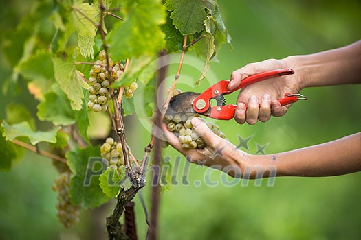 Hands of a female vintner harvesting white vine grapes (color toned image) Hands of a female vintner harvesting white vine grapes (color toned image)