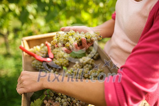 Hands of a female vintner harvesting white vine grapes (color toned image) Hands of a female vintner harvesting white vine grapes (color toned image)
