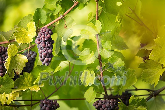Large bunches of red wine grapes hang from an old vine in warm afternoon light Large bunches of red wine grapes hang from an old vine in warm afternoon light