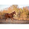 Horse on pasture in warm evening light (color toned image; shallow DOF)