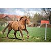 Horse running fast