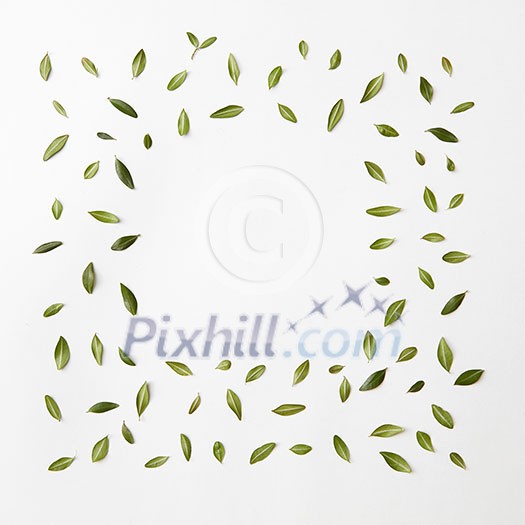 green leaves frame on white background for space text. flat lay. green leaves frame on white background for space text. flat lay.