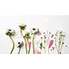 Beautiful flowers and pink hearts on a white background. Postcard to Valentine's Day