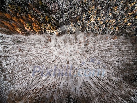 Aerial view of winter forest - trees covered with snow