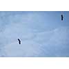 Two sea eagles in flight hign in the sky