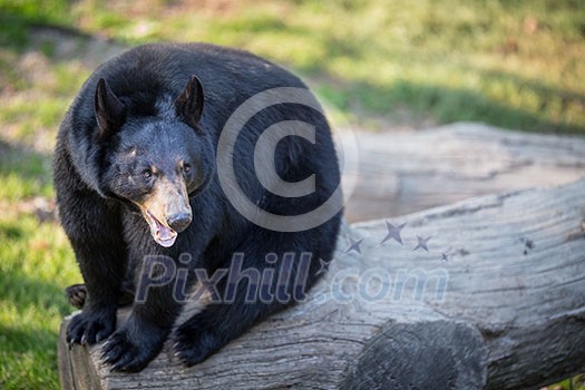 American black bear (Ursus americanus) American black bear (Ursus americanus)