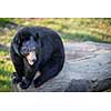 American black bear (Ursus americanus)