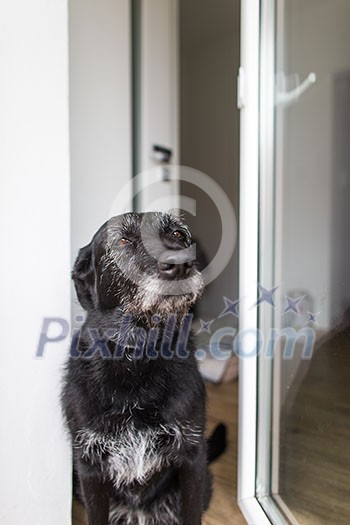 Cute black dog home, waiting for his owner to come home Cute black dog home, waiting for his owner to come home