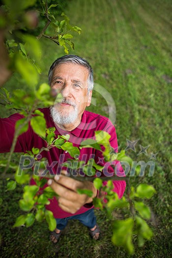 Portrait of a senior man gardening in his garden (color toned image) - checking the state of his orchard fruit trees Portrait of a senior man gardening in his garden (color toned image) - checking the state of his orchard fruit trees