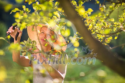Pretty, young woman gardening in her garden, cutting branches, preparing the orchard for the winter