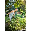 Pretty, young woman gardening in her garden, cutting branches, preparing the orchard for the winter