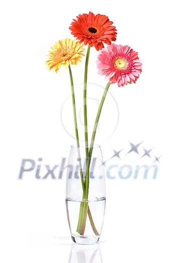Bouquet from daisy-gerbera in glass vase isolated on white Bouquet from daisy-gerbera in glass vase isolated on white