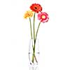 Bouquet from daisy-gerbera in glass vase isolated on white