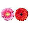 red and pink daisy-gerbera heads with water drops isolated on white