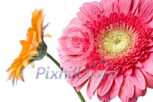 Pink daisy-gerbera with water drops isolated on white Pink daisy-gerbera with water drops isolated on white