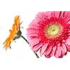 Pink daisy-gerbera with water drops isolated on white