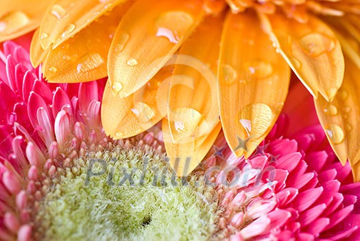 Macro of yellow and pink daisy-gerbera Macro of yellow and pink daisy-gerbera
