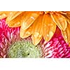 Macro of yellow and pink daisy-gerbera