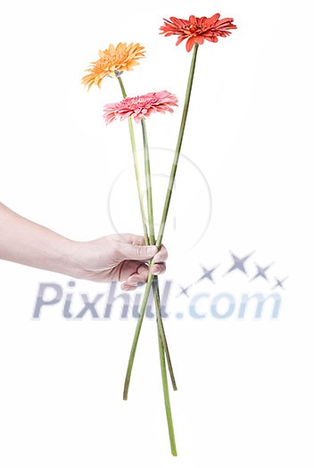 Bouquet from daisy-gerbera in hand isolated on white Bouquet from daisy-gerbera in hand isolated on white