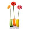 Bouquet from daisy-gerbera in glass vase isolated on white