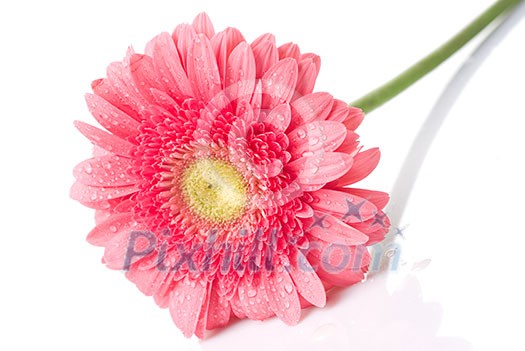 Pink daisy-gerbera with water drops isolated on white Pink daisy-gerbera with water drops isolated on white