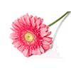 Pink daisy-gerbera with water drops isolated on white
