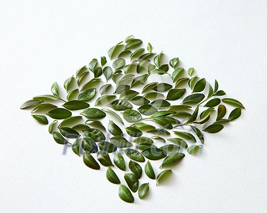 Green leaves square over white background. Closeup of many green leaves represented over white background. Nice composition for decorating or designing any poster. Green leaves square over white background. Closeup of many green leaves represented over white background. Nice composition for decorating or designing any poster.