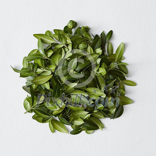 Round flame of green leaves over white background. Green circle may be used for decoration or designing of any poster on holiday. Round flame of green leaves over white background. Green circle may be used for decoration or designing of any poster on holiday.