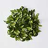 Round flame of green leaves over white background. Green circle may be used for decoration or designing of any poster on holiday.