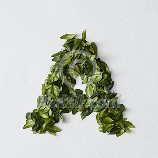 English alphabet concept. Alphabet isolated on white background. Abc letters from green leaves. Letter A represented with green leaves. Symbol A on white. English alphabet concept. Alphabet isolated on white background. Abc letters from green leaves. Letter A represented with green leaves. Symbol A on white.