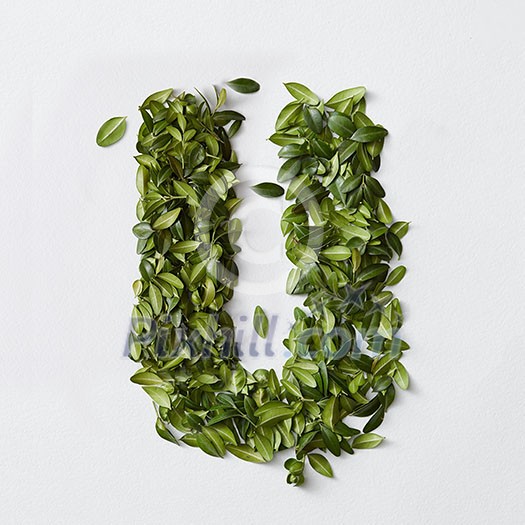 English alphabet concept. Alphabet isolated on white background. Abc letters from green leaves. Letter U represented with green leaves. Symbol U on white. English alphabet concept. Alphabet isolated on white background. Abc letters from green leaves. Letter U represented with green leaves. Symbol U on white.