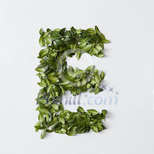 English alphabet concept. Alphabet isolated on white background. Abc letters from green leaves. Letter E represented with green leaves. Symbol E on white. English alphabet concept. Alphabet isolated on white background. Abc letters from green leaves. Letter E represented with green leaves. Symbol E on white.